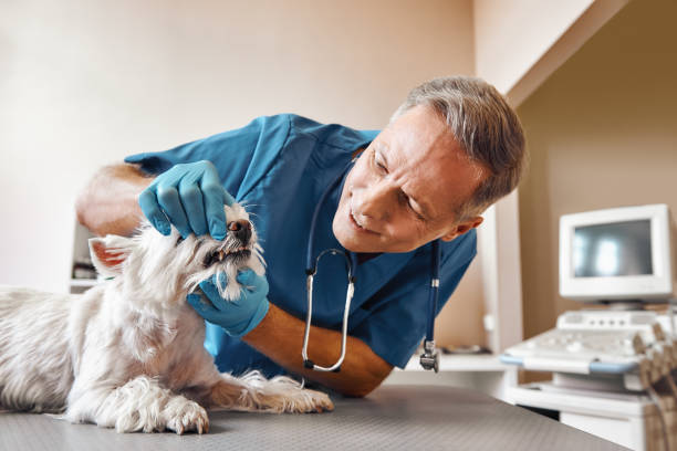 Best Weekend Emergency Dentist in St Augustine South, FL